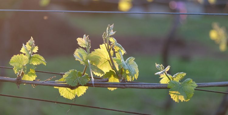 Lone Star Creek Vineyard, vine leaves, vineyard, wine, white wine, Yarra Valley